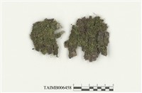 藏品(東亞碎米苔)的圖片